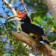 Hornbill