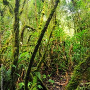 Mossy Montane Forest of Mesilau