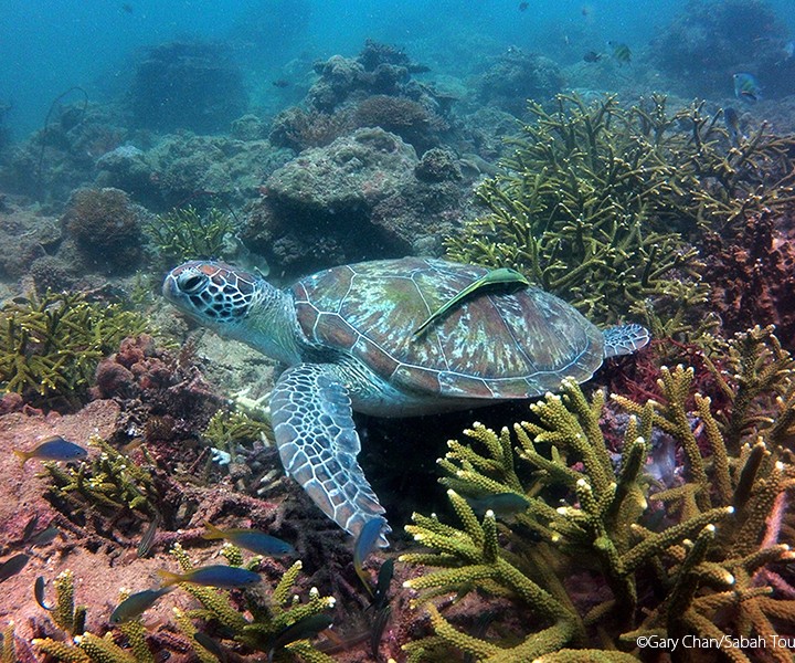 Coral Garden (Sapi Isand) - Gary Chan