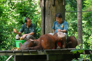 Sepilok Orang Utan