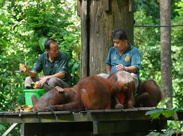Sepilok Orang Utan