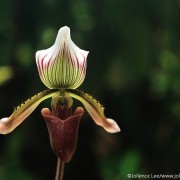Slipper orchid