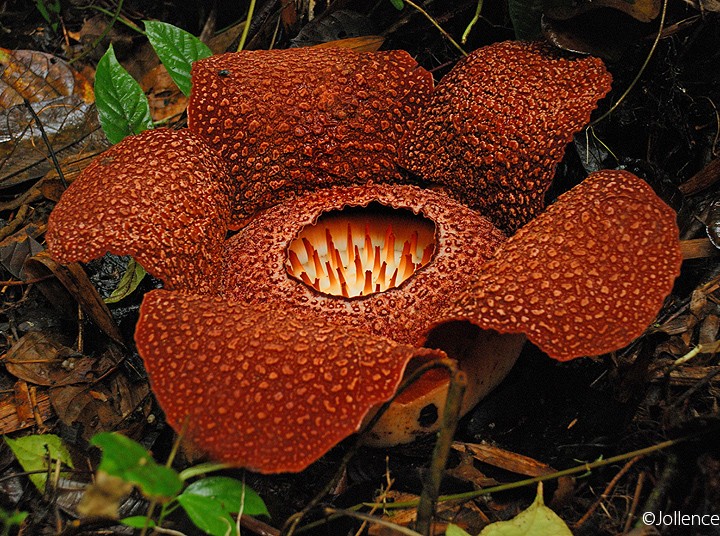 rafflesia