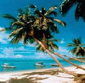 Rainforest on White Sand - Sheraton Beach, Malaysia