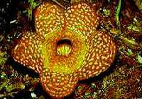 Rafflesia at Tambunan