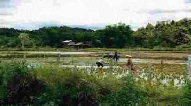 Rice padi fields