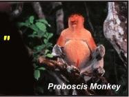 Klias River's Nature's X'mas Lights "The Fireflies" and Proboscis Monkey Tour, Sabah, Malaysia Borneo