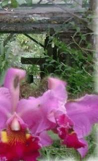 Orchid Farm Tour, Kota Kinabalu, Sabah, Malaysia Borneo