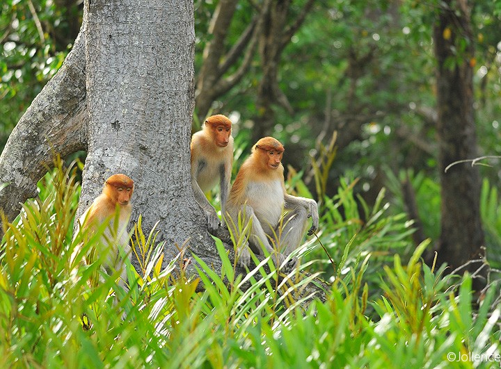 Labuk Bay Proboscis Monkey